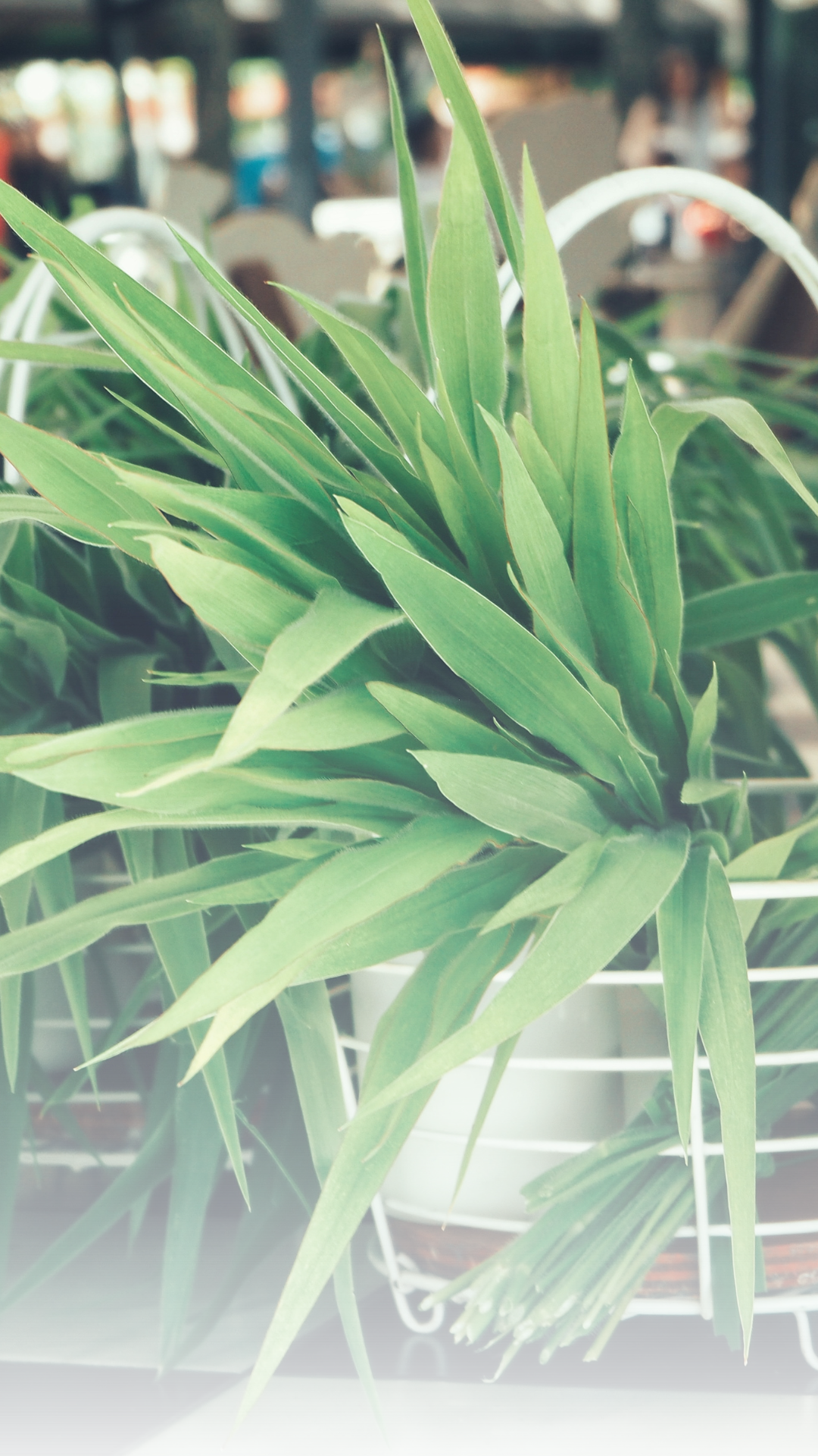 Vetiver