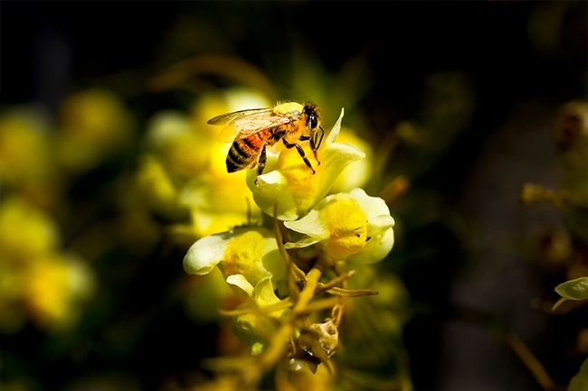 Regel van derden Foto's in bewerking