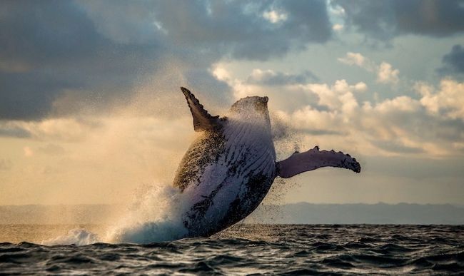 Photographie des baleines