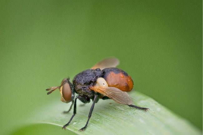 Belo e-book de técnicas de fotografia macro