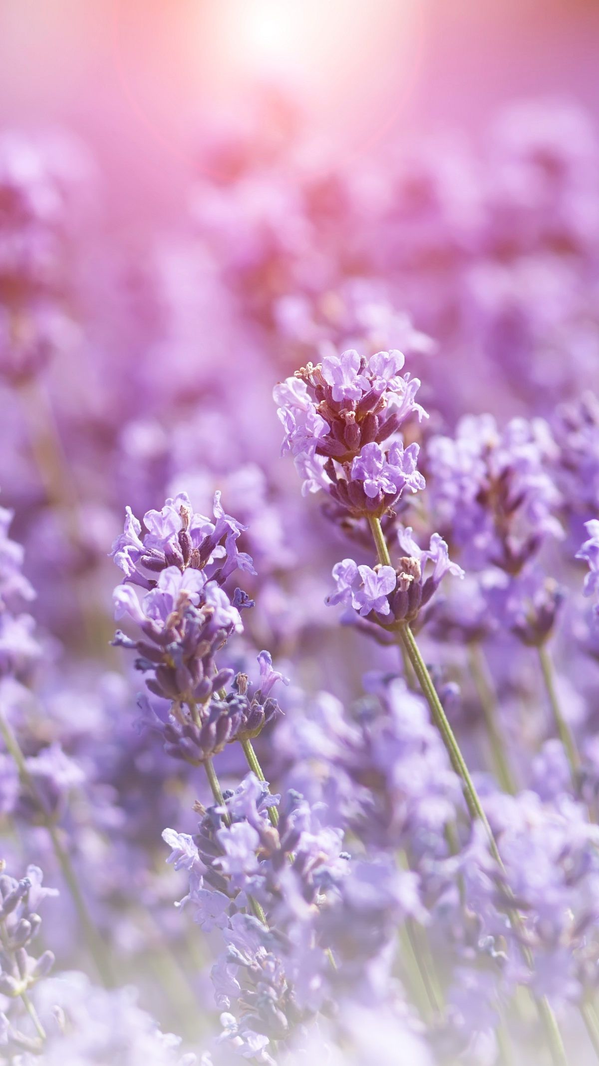 Lavender